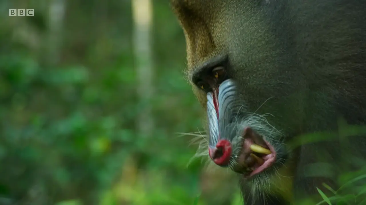 Mandrill (Mandrillus sphinx) as shown in The Mating Game - Jungles: In the Thick of It
